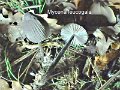 Mycena leucogala-amf1303-1